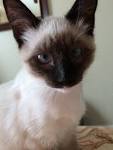 Beautiful siamese manx kittens/ some with tails for Sale ...