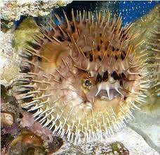 Fish Index Porcupine Puffer Diodon Holocanthus Puffer Fish Fish Animals Beautiful