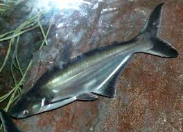 Nah, dengan menilik peluang ikan patin memiliki banyak jenis dan spesies yang tersebar diseluruh indonesia dan semua jenis ikan. Jenis Ikan Patin Hias Ikan Hias Patin Siam Daftar Ikan Hias Ikan Hias Patin Siam Jevt Online