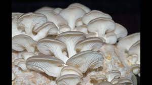 Growing mushrooms the easy way: Easy Method Of Mushroom Cultivation In Home With Malayalam Subtitles Youtube