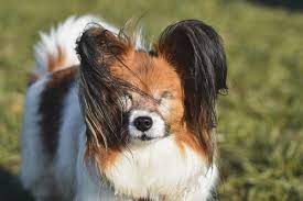 Chihuahua à Poils Longs vs. Chien Papillon : Différences en Apparence