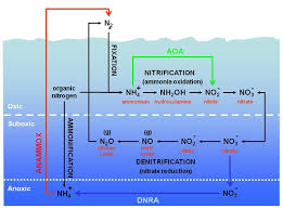 Complete Aquarium Nitrogen Cycle Revised Nitrogen Cycle