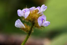 Image result for Calopogonium mucunoides