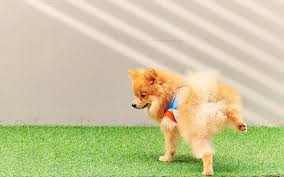 Dogs can damage your grass in a few key ways, and it's important to identify the way your dog is harming your lawn so you can take steps to protect it. Doggielawn Vs Fresh Patch Best Real Grass Dog Potty 2021