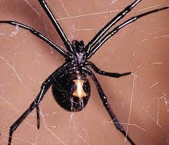 Interesting Facts About Black Widow Spiders Suttanews Black Widow Spider Black Widow Widow Spider