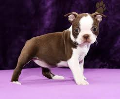 Boston terrier puppies are extremely popular because of their cute and compact appearance and their wonderful temperament. Boston Terrier Puppies For Sale In Ohio News At Puppies Api Ufc Com
