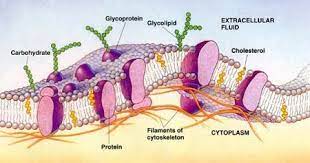 The cell membrane consists of a lipid bilayer, including cholesterols (a lipid component) that sit between. à¹€à¸¢ à¸­à¸« à¸¡à¹€à¸‹à¸¥à¸¥ Plsma Membrane Plant Cell à¹€à¸‹à¸¥à¸¥ à¸ž à¸Š