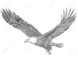 Bald Eagle Clipart Black And White Bald Eagle Flying Hand Draw Sketch Black Line On White Background Illustration Sponsored Hand Draw Flying B Eagle Sketch Fly Drawing Eagle Painting