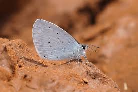 Image result for Celastrina argiolus