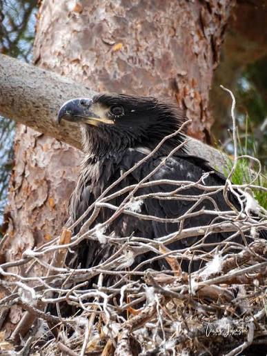 I have been trying to continue to get photos of Bandit and Misty's new  eaglets. Finally, I was able to see them even though they are so big  already. I'm not sure