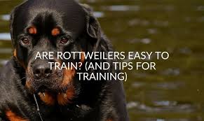 Start training your puppy at the earliest age possible. Are Rottweilers Easy To Train And Tips For Training Jubilant Pups