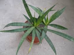 Image result for Sansevieria dooneri