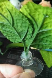 Diy Betta Leaf Hammock Betta Diy Stuffed Animals Betta Fish