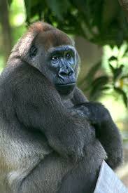 24 Amazing Animals That Are Almost Extinct In 2020 Cross River Gorilla Most Endangered Animals Cross River