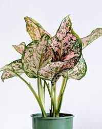 We did not find results for: The Best Pink House Plants For Brilliant Blush Vibes Potted Pixie