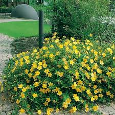 Johannisstrauch Hidcote Straucher Garten Garten Schluter Pflanzen Kaufen