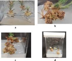 With a wide range of substances needed directly for the life. Mass Propagation Of Juniperus Procera Hoechst Ex Endl From Seedling And Screening Of Bioactive Compounds In Shoot And Callus Extract Bmc Plant Biology Full Text