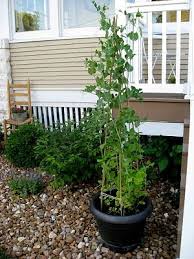 We did not find results for: Sugar Snap Tee Pee Snap Peas Garden Sugar Snap Peas Pea Trellis