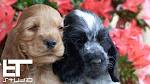 PuppyFind | English Cocker Spaniel Puppies for Sale