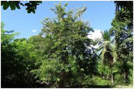 Image result for Senna singueana