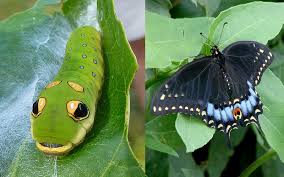 Image result for Buchnera libenii