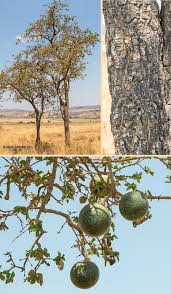 Image result for Strychnos cocculoides