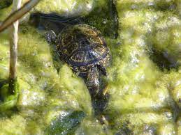 Check spelling or type a new query. Freilebende Schildkroten In Der Wiener Lobau Donaustadt