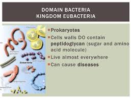 Classification Ppt Download