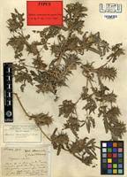 Image result for Blepharis diversispina