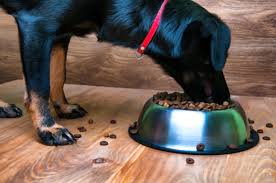 Un cane diabetico lotta per controllare i uoi livelli di zucchero nel angue. Scegliere Il Cibo Giusto Per Il Cane Senior Magazine Zooplus