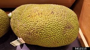 Image result for Lipocarpha hemisphaerica