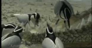 Bird Cleaning Crocodile Teeth Youtube Dentyne White Crocodile Bird Plover Crocodile Birds