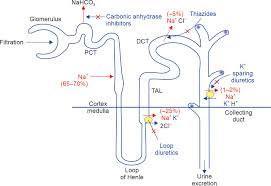 Image result for Loop Diuretic