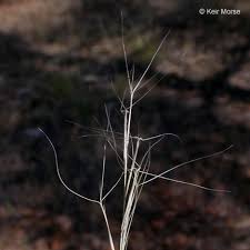 Image result for Aristida adoensis