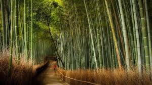 Sagano Bamboo Forest At Arashiyama Kyoto Bamboo Forest Japan Bamboo Forest Arashiyama