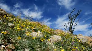 We did not find results for: Fans Of Anza Borrego Desert State Park Fight Two Invasive Plants Threatening Wildflowers Press Enterprise