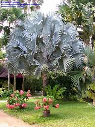 Google Image Result For Http Pics Davesgarden Com Pics 2003 07 05 Palmbob Ec4de7 Jpg Palm Trees Landscaping Florida Trees Palm Garden