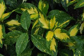 Image result for Aucuba