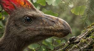 Image result for Sinopteridaceae