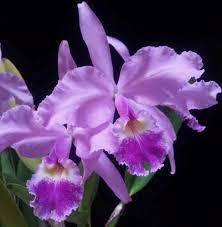 Cattleya Warscewiczii Chris Full Moon Orchid Flower Cattleya Amazing Flowers