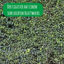 Ligusterhecken sind wegen ihres raschen wachstums und der einfachen man setzt für eine hecke vier bis fünf sträucher pro laufenden meter und schneidet nach dem pflanzen. Wintergruner Liguster Atrovirens Kaufen Steckbrief Anleitung