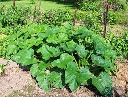 How to grow like most home buyers, zucchini are all about location, location, location. it's not that they're picky. How To Grow Zucchini Squash Growing Garden Zucchini Plants From Seeds By The Gardener S Network