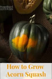 Acorn Squash Is A Flavorful And Versatile Squash To Have In Your Kitchen Garden These Helpful Tips On How To Grow Aco Acorn Squash Acorn Squash Recipes Squash