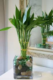 Epingle Sur Plantes