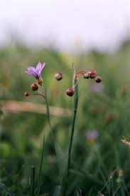 Image result for Sisyrinchium micranthum