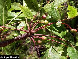 Image result for Burseraceae