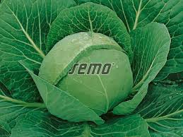 Image result for hlávková kapusta