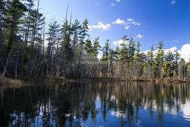 This campground has 40 rv sites and 38 tent camping sites. Photo Of Hartwick Pines State Park Michigan United States