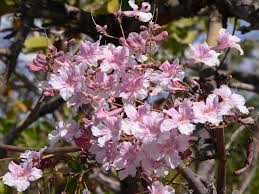 Image result for Stereospermum kunthianum