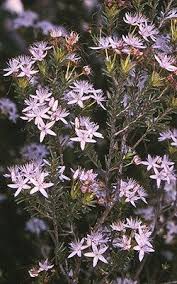 Image result for Tetragonia calycina